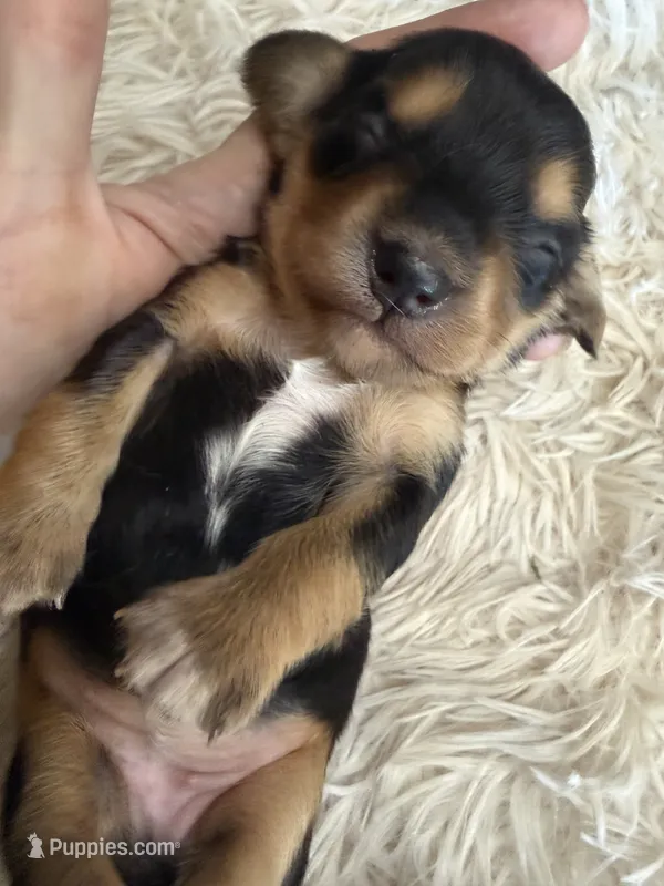 Bonny  – Miniature Dachshund puppy for sale in Batesville, AR