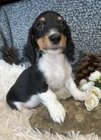 Kiser, a male Miniature Dachshund for sale in Batesville, AR – 2 of 3