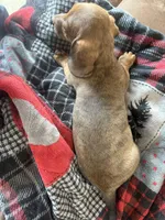 Logan, a male Miniature Dachshund for sale in Batesville, AR – 3 of 4
