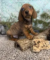 Logan, a male Miniature Dachshund for sale in Batesville, AR – Photo 4 of 4