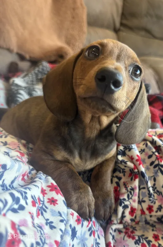 Logan – Miniature Dachshund puppy for sale in Batesville, AR