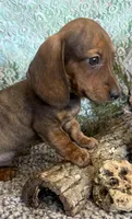 Logan, a male Miniature Dachshund for sale in Batesville, AR – Photo 3 of 4