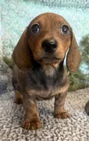 Logan, a male Miniature Dachshund for sale in Batesville, AR – Photo 2 of 4