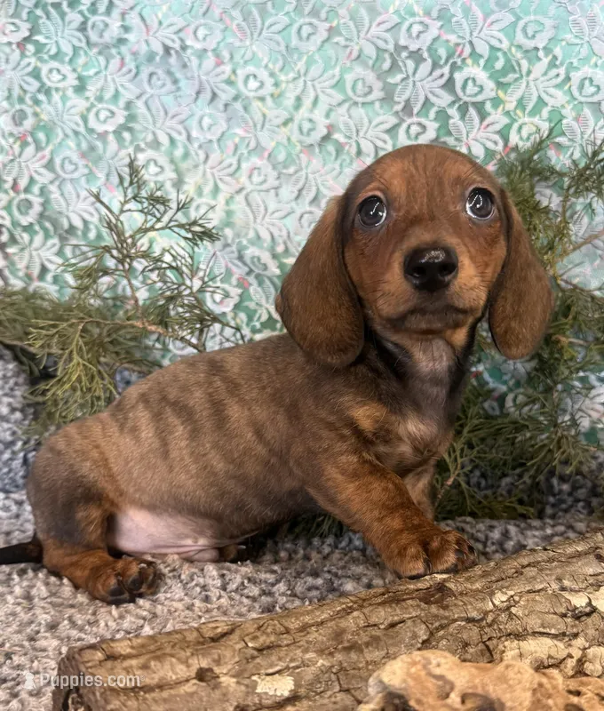 Logan – Miniature Dachshund puppy for sale in Batesville, AR