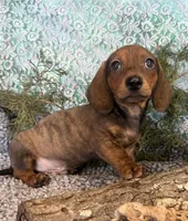 Logan, a male Miniature Dachshund for sale in Batesville, AR – Photo 1 of 4