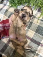 Baby Calvin, a male Miniature Dachshund for sale in Batesville, AR – 1 of 3