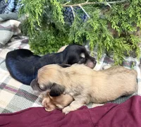 Kloe Bell, a female Miniature Dachshund for sale in Batesville, AR – 2 of 3