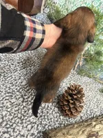 Lacy, a female Miniature Dachshund for sale in Batesville, AR – Photo 2 of 3