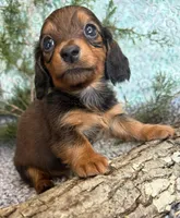 Lacy, a female Miniature Dachshund for sale in Batesville, AR – Photo 3 of 3