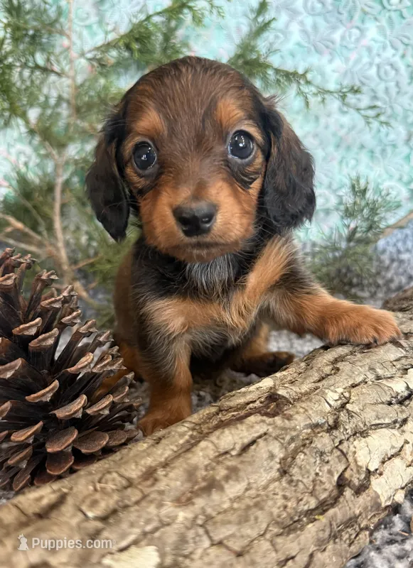 Lacy – Miniature Dachshund puppy for sale in Batesville, AR