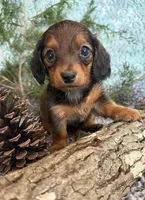 Lacy, a female Miniature Dachshund for sale in Batesville, AR – Photo 1 of 3