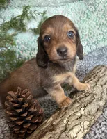 Bonny Blue, a female Miniature Dachshund for sale in Batesville, AR – Photo 2 of 3