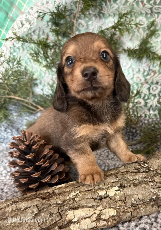 Bonny Blue, a female Miniature Dachshund for sale in Batesville, AR – Photo 1 of 3