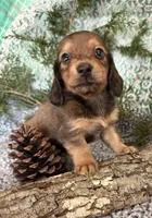 Bonny Blue, a female Miniature Dachshund for sale in Batesville, AR – Photo 1 of 3