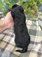 Mazzle, a female Miniature Dachshund for sale in Batesville, AR – 4 of 4