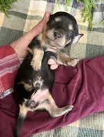 Kloe Bell, a female Miniature Dachshund for sale in Batesville, AR – 1 of 3