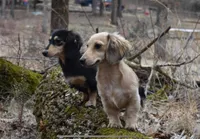 Baby Calvin, a male Miniature Dachshund for sale in Batesville, AR – 2 of 3