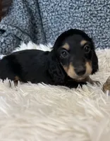 Calvin, a male Miniature Dachshund for sale in Batesville, AR – 2 of 3