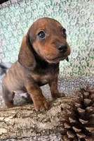 Logan, a  Miniature Dachshund for sale in Batesville, AR – Photo 4 of 4