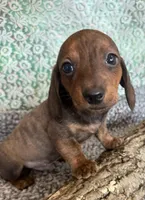 Logan, a  Miniature Dachshund for sale in Batesville, AR – Photo 1 of 4
