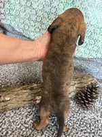 Logan, a  Miniature Dachshund for sale in Batesville, AR – Photo 3 of 4