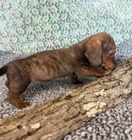 Logan, a  Miniature Dachshund for sale in Batesville, AR – Photo 2 of 4