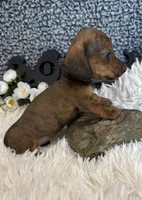 AKC Ruby, a female Miniature Dachshund for sale in Batesville, AR – 3 of 3