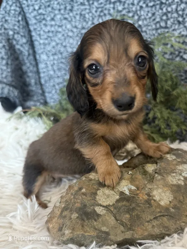 Polly – Miniature Dachshund puppy for sale in Batesville, AR