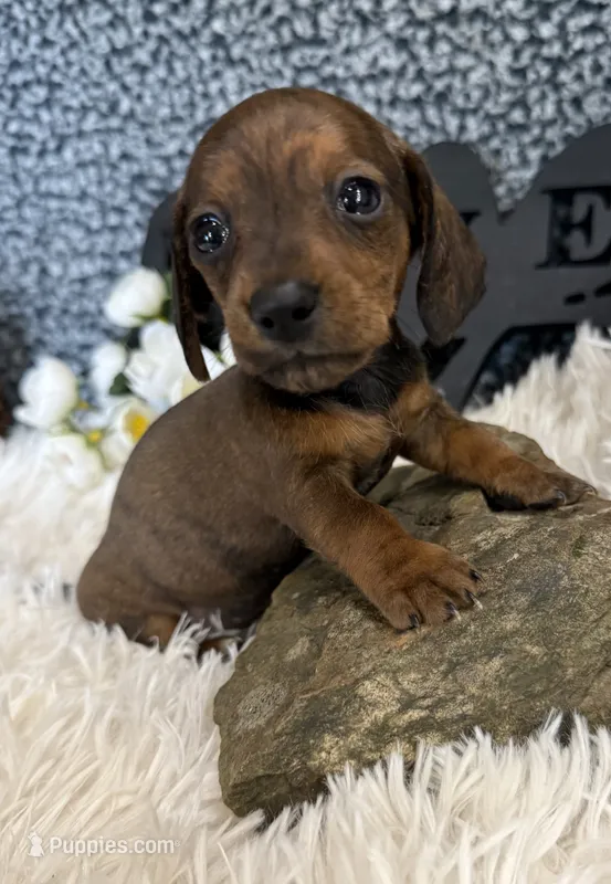 AKC Ruby – Miniature Dachshund puppy for sale in Batesville, AR