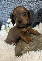 AKC Ruby, a female Miniature Dachshund for sale in Batesville, AR – 1 of 3