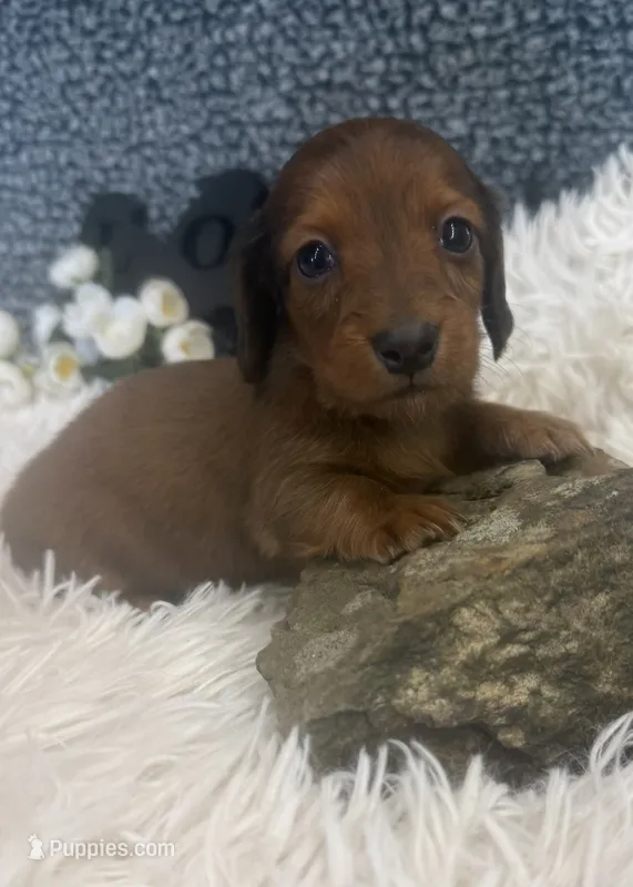 AKC Ruby – Miniature Dachshund puppy for sale in Batesville, AR