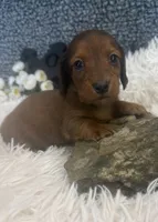AKC Ruby, a female Miniature Dachshund for sale in Batesville, AR – 1 of 3