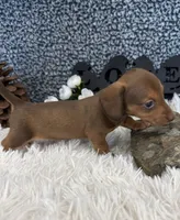 AKC Lovely, a female Miniature Dachshund for sale in Batesville, AR – 2 of 4