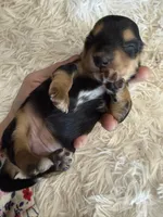 Bonny , a female Miniature Dachshund for sale in Batesville, AR – 2 of 3