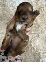 Red Penny, a female Miniature Dachshund for sale in Batesville, AR – 2 of 2