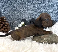 AKC Max, a female Miniature Dachshund for sale in Batesville, AR – 3 of 4
