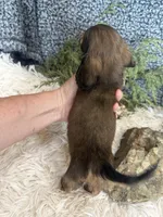 Polly, a female Miniature Dachshund for sale in Batesville, AR – 2 of 2