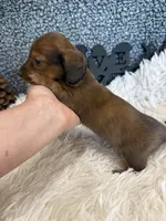 AKC Ruby, a female Miniature Dachshund for sale in Batesville, AR – 2 of 3