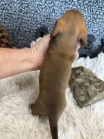 AKC Lovely, a female Miniature Dachshund for sale in Batesville, AR – 4 of 4