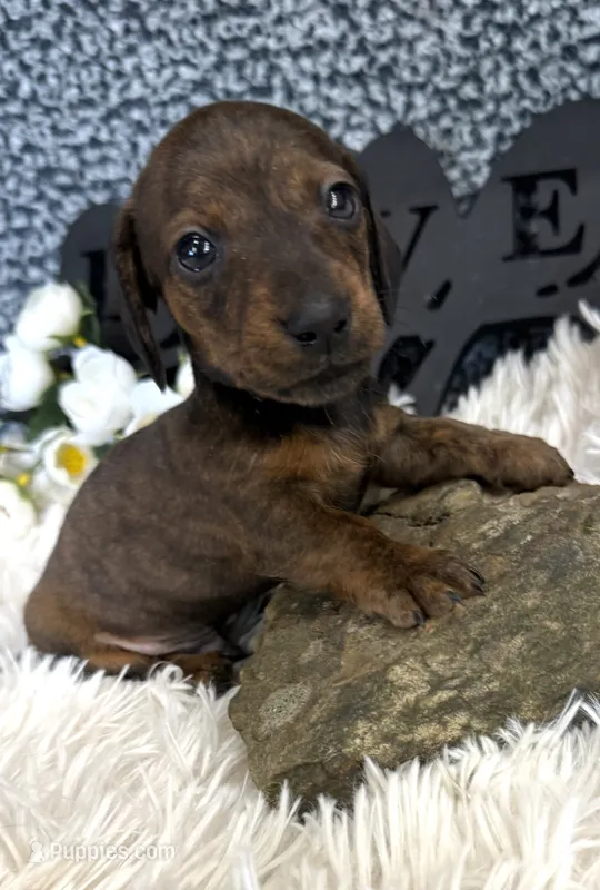 AKC Max – Miniature Dachshund puppy for sale in Batesville, AR
