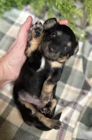 Mazzle, a female Miniature Dachshund for sale in Batesville, AR – 3 of 4