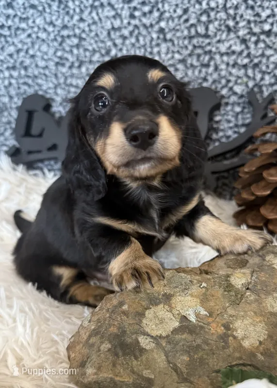 Calvin – Miniature Dachshund puppy for sale in Batesville, AR