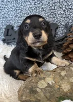 Calvin, a male Miniature Dachshund for sale in Batesville, AR – 1 of 3