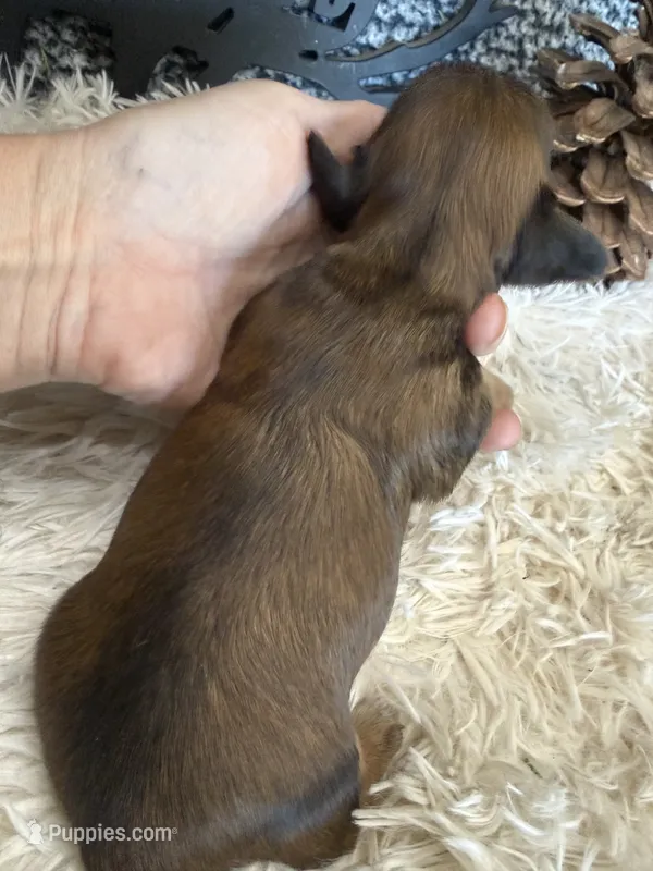 Red Penny – Miniature Dachshund puppy for sale in Batesville, AR