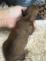 Red Penny, a female Miniature Dachshund for sale in Batesville, AR – 1 of 2