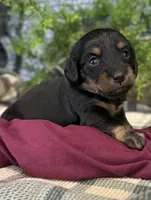 Mazzle, a female Miniature Dachshund for sale in Batesville, AR – 1 of 4