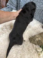 Calvin, a male Miniature Dachshund for sale in Batesville, AR – 3 of 3