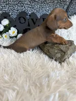 AKC Lovely, a female Miniature Dachshund for sale in Batesville, AR – 3 of 4