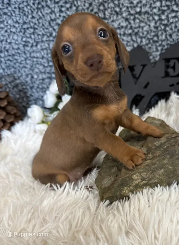 AKC Lovely – Miniature Dachshund puppy for sale in Batesville, AR