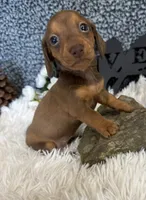 AKC Lovely, a female Miniature Dachshund for sale in Batesville, AR – 1 of 4